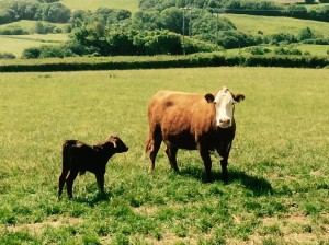 Cows at the bottom of the garden.